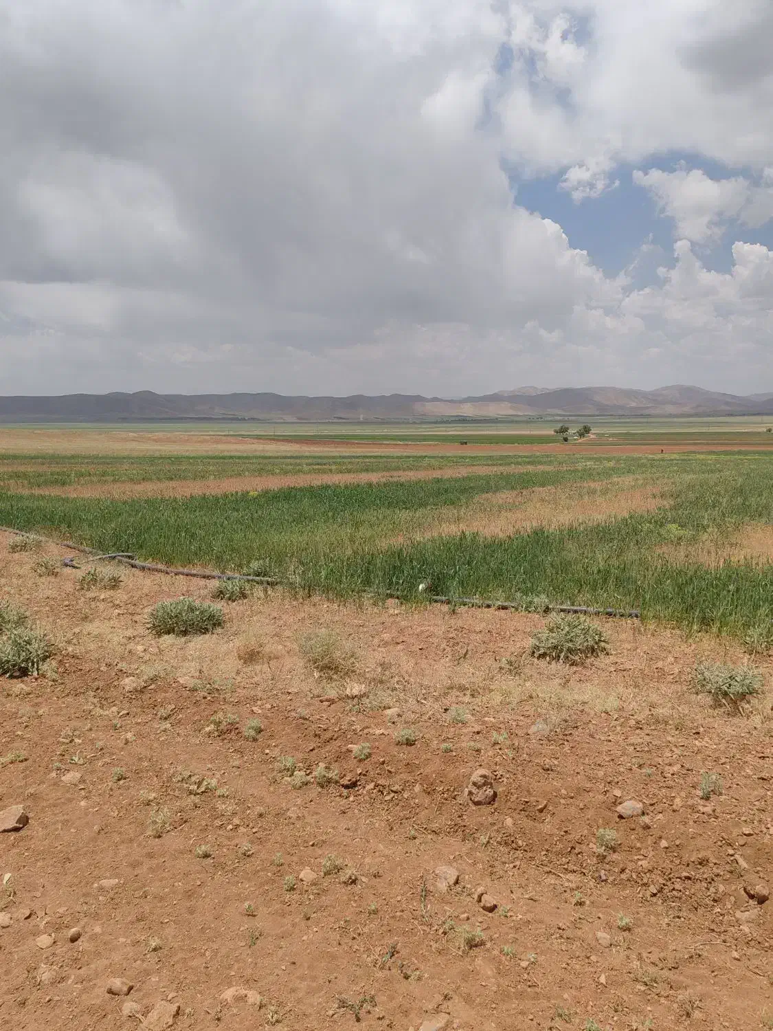 20 هکتار زمین کشاورزی با اب|فروش دفتر صنعتی، کشاورزی، تجاری|مشهد, اروند|دیوار