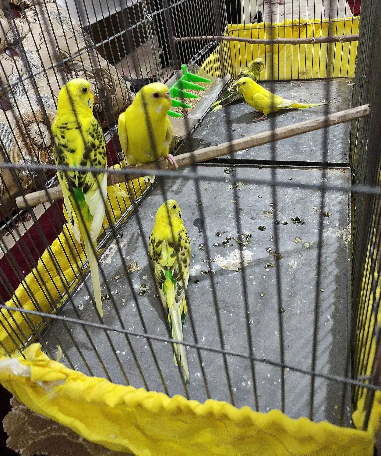 مرغ‌ عشق|پرنده|داراب, |دیوار