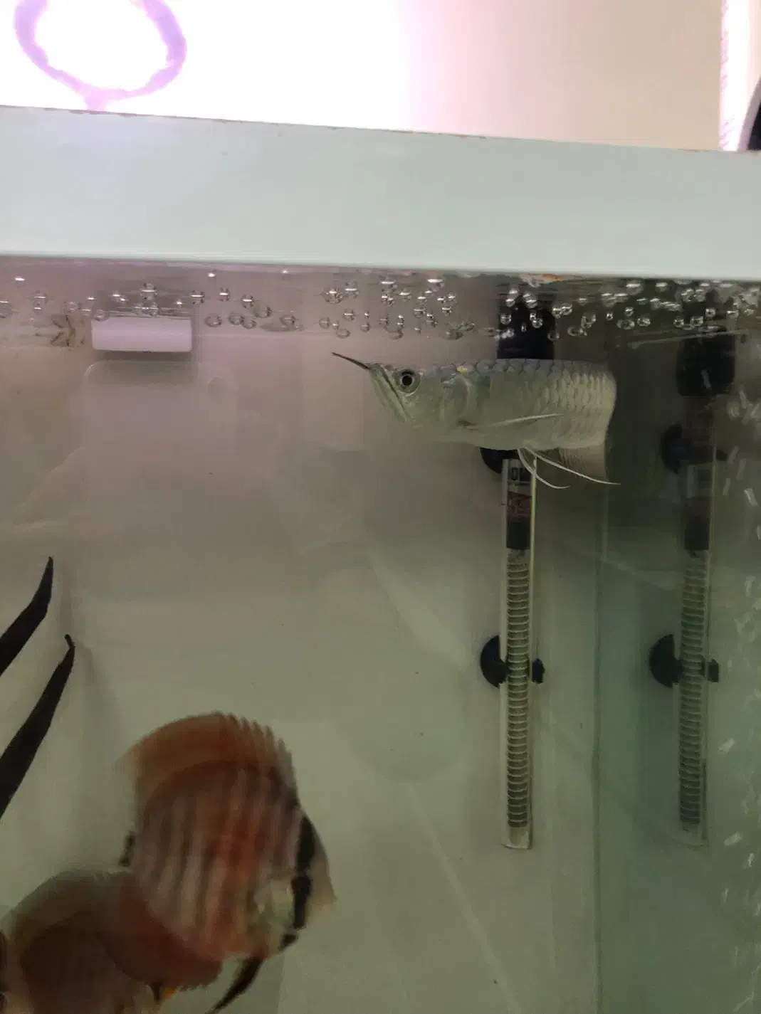 اروانا سیلور|ماهی|تبریز, |دیوار