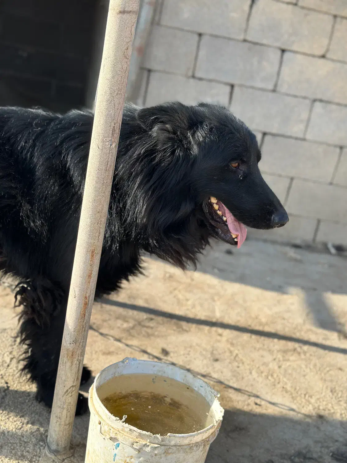 واگذاری|سگ|بیضا, |دیوار