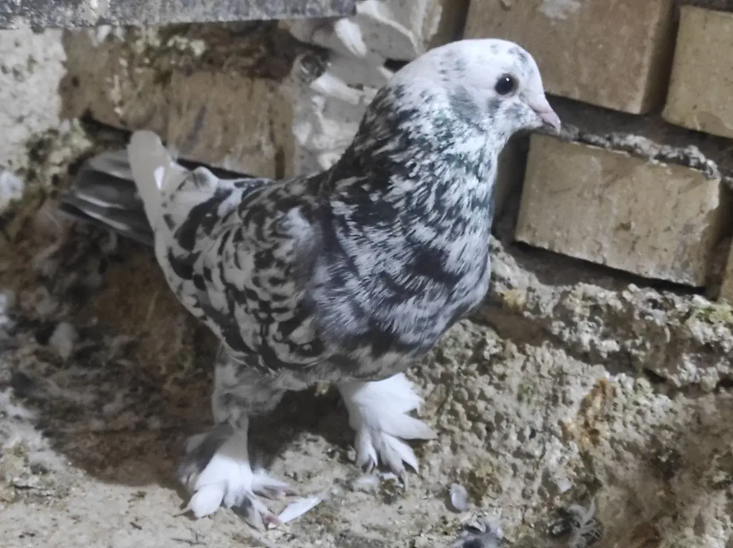 کبوتر رنگی و دورگ|پرنده|بهبهان, |دیوار