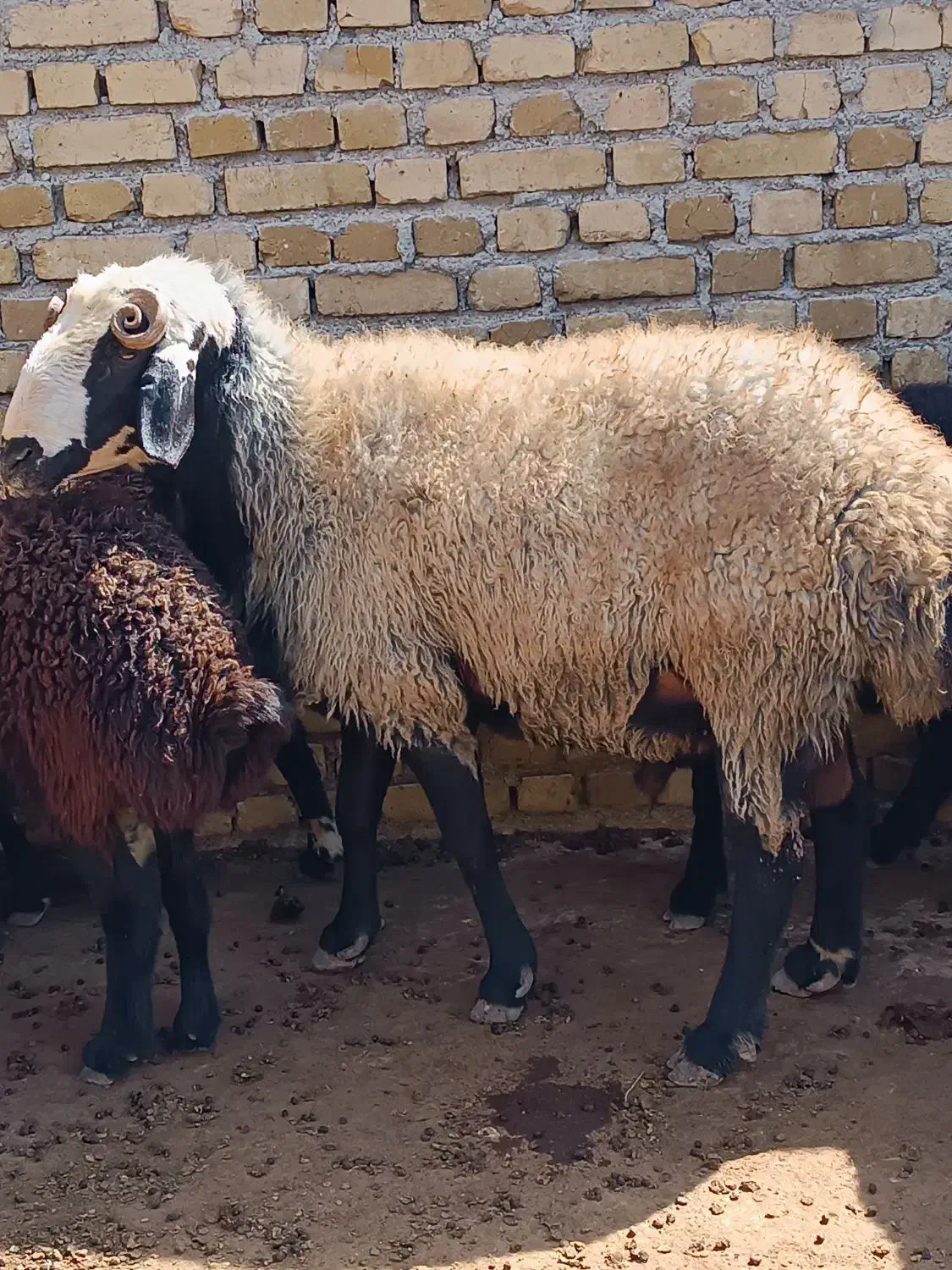 قوچ نژاد دار آماده|حیوانات مزرعه|اقبالیه, |دیوار