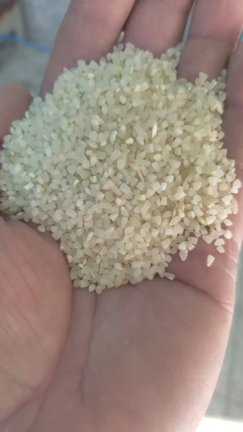برنج وخرده‌کامفیروز خوش عطر به شرط پخت|خوردنی و آشامیدنی|شیراز, آزادگان|دیوار