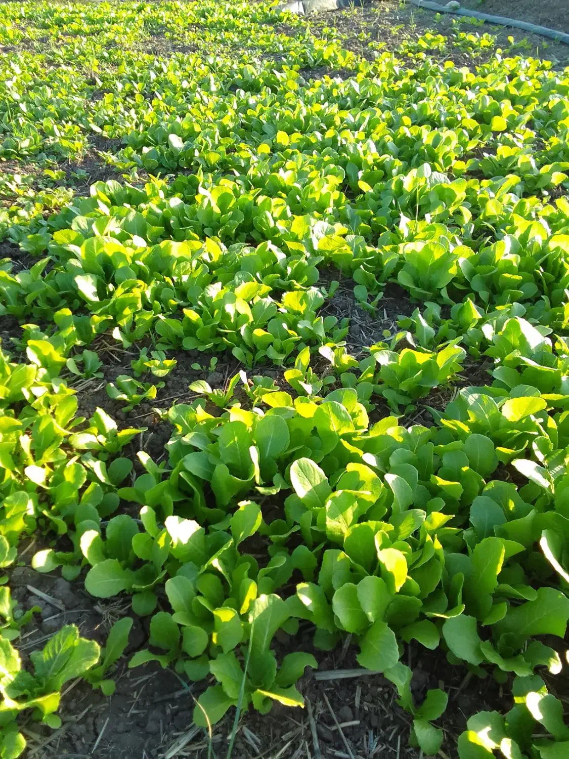 بزرکاهو کرجی و روغنی متری ۱۰۰|خوردنی و آشامیدنی|خان ببین, |دیوار