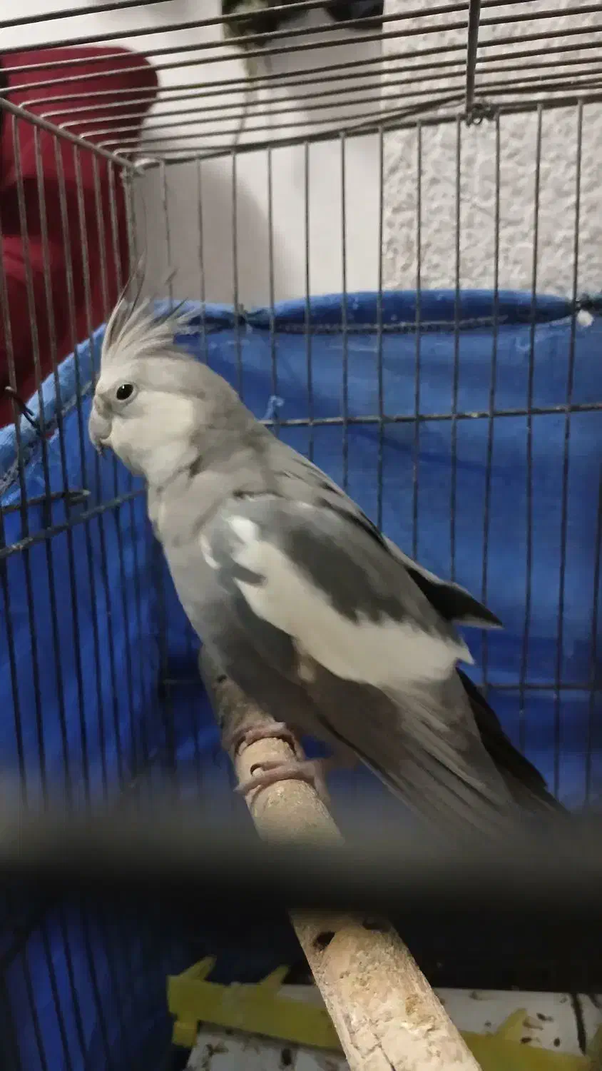 یه جفت عروس هلندی|پرنده|تهران, بروجردی|دیوار