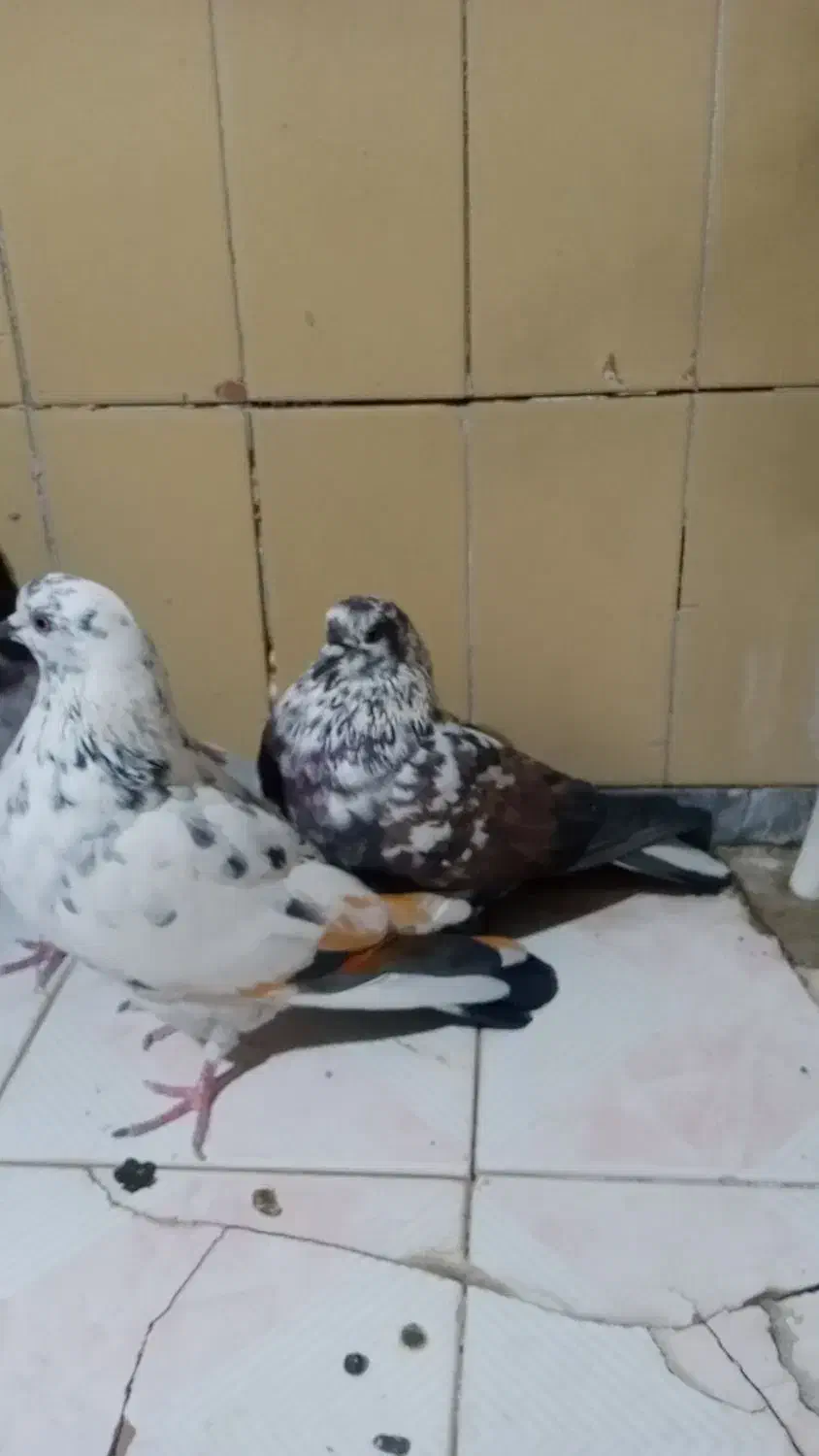 کبوتر|پرنده|معصومیه, |دیوار