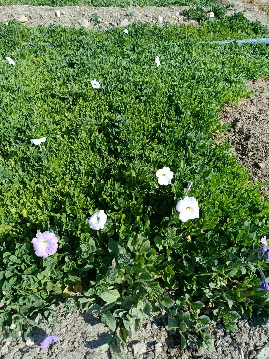 فروش نشا جعبه ای|گل و گیاه طبیعی|محلات, |دیوار