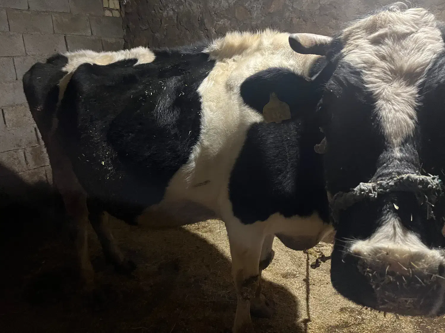 گاو شیری|حیوانات مزرعه|بیرانوند, |دیوار