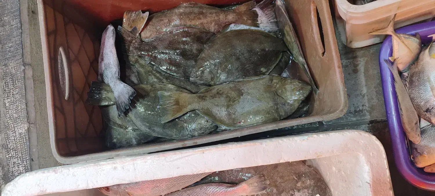 سلام ماهی تازه رسید تاریخ ۱۵و۸|ماهی|یزد, |دیوار