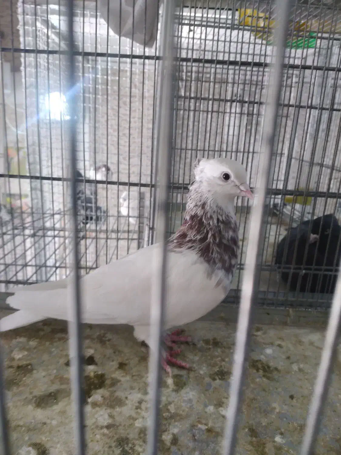 عروس هلندی سخن گو|پرنده|صدرا-فارس, فاز ۱|دیوار