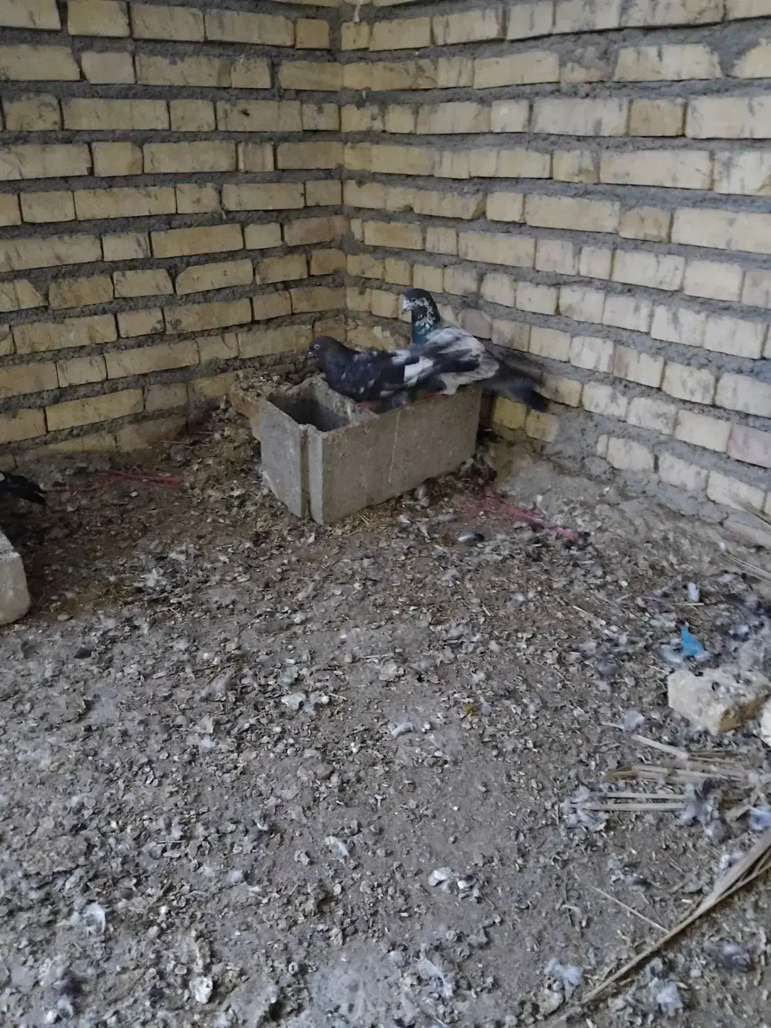 کفترپرشی رنگی|پرنده|حمیدیه, |دیوار