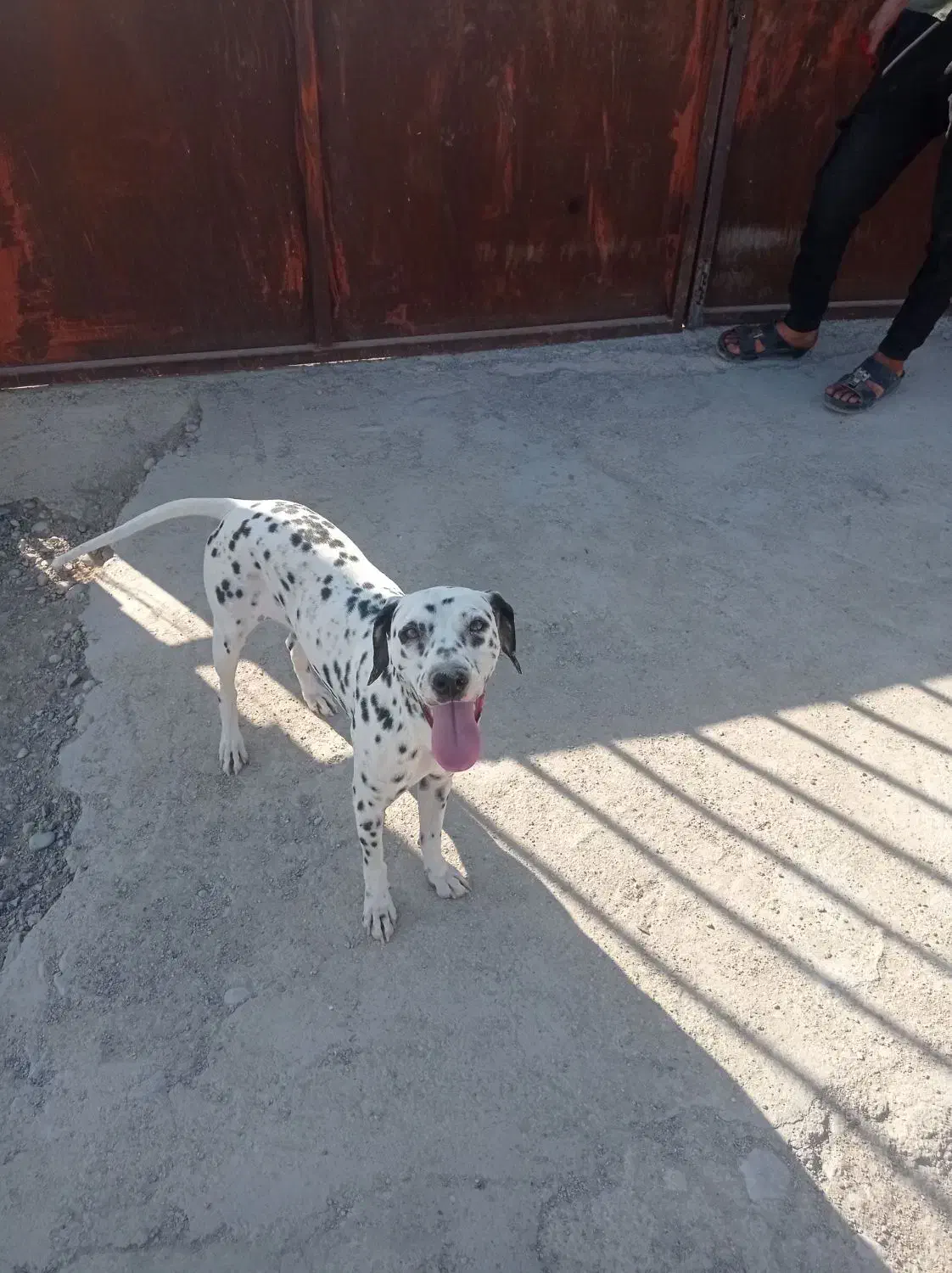 سگ دالمیشن انگلیسی|سگ|تخت, |دیوار