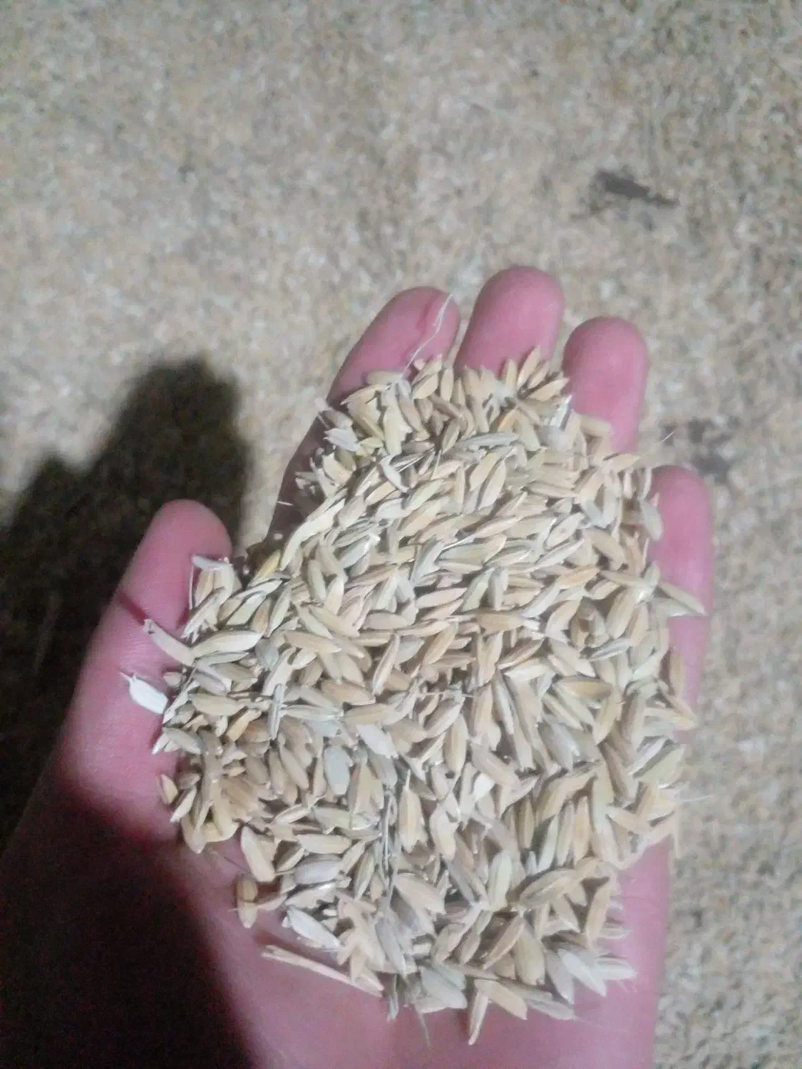 چلتوک درجه‌ی یک|خوردنی و آشامیدنی|فیروزآباد (فارس), |دیوار