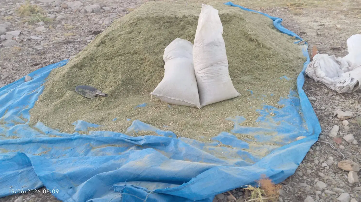 جاشیر|خدمات باغبانی و درختکاری|دهدشت, |دیوار