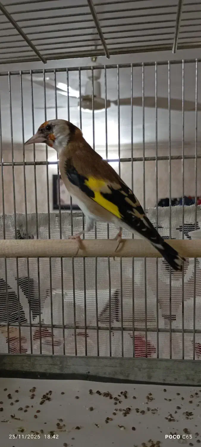 پنج سره ماده داغسررسمی بهاره جوجه قفس|پرنده|تهران, خانی آباد نو شمالی|دیوار