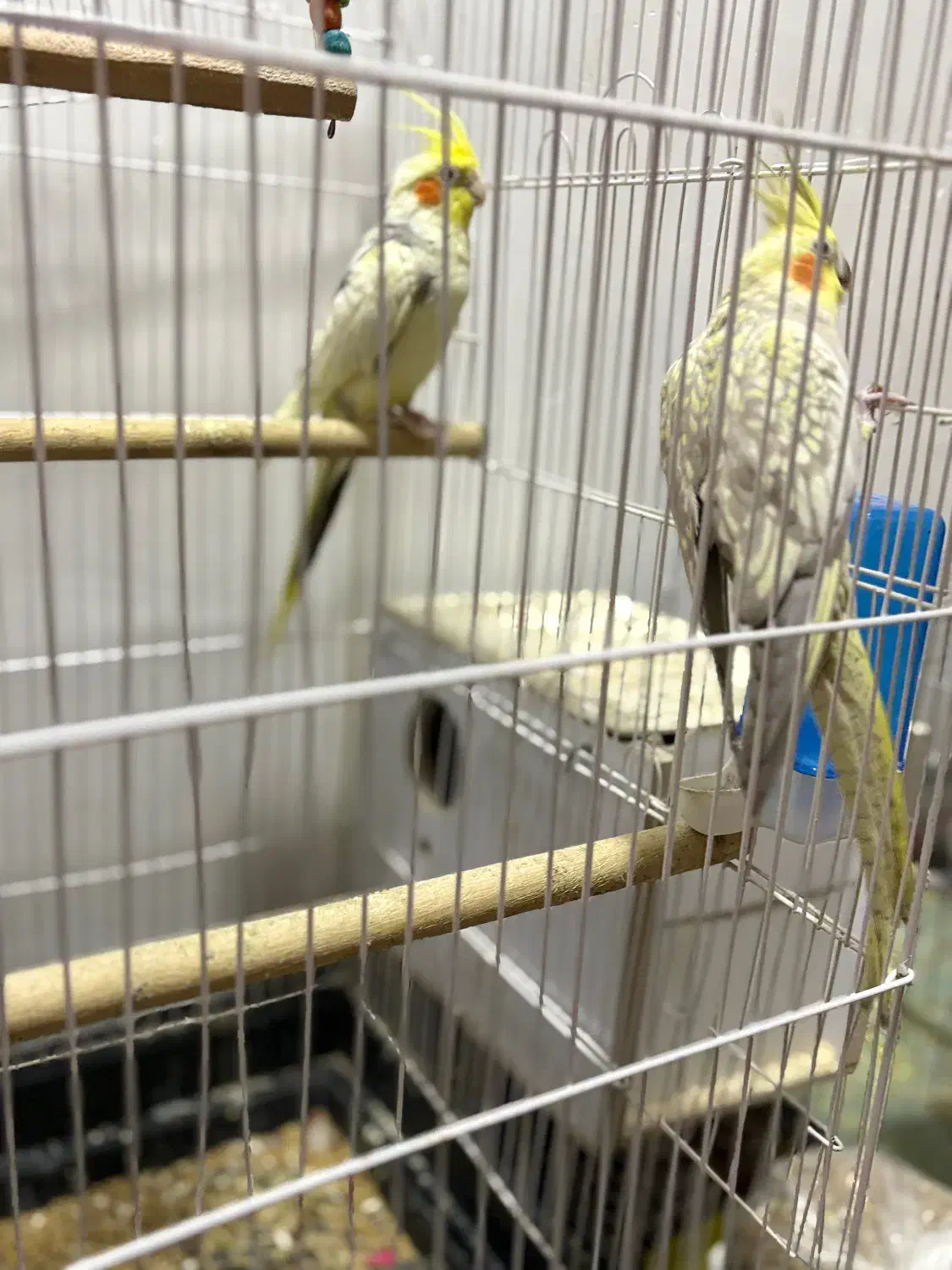 عروس هلندی طوطی کتوله|پرنده|زرند, |دیوار