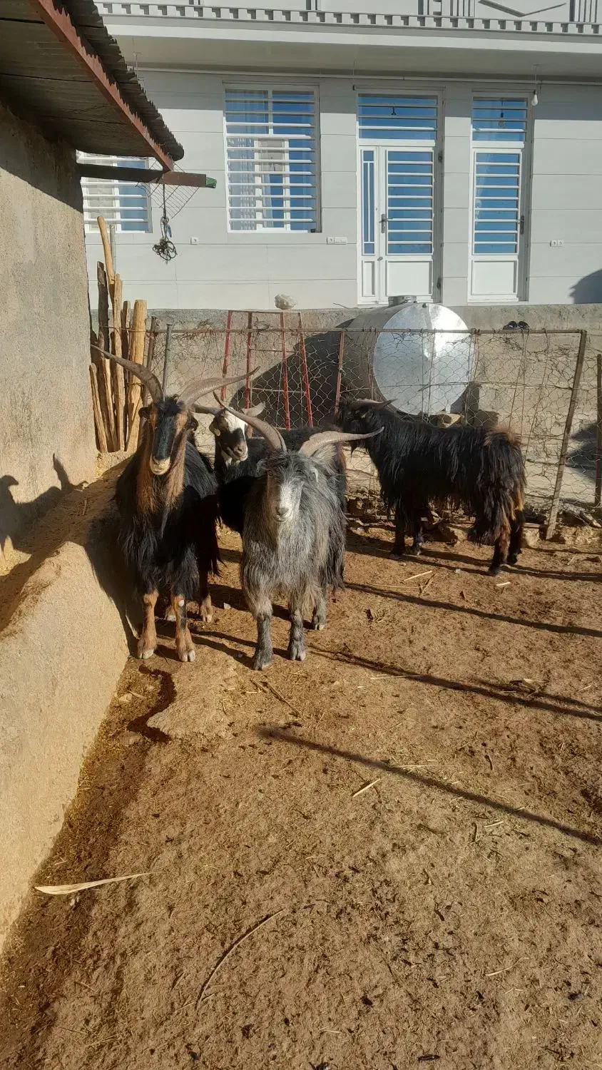 سابرون یخته|حیوانات مزرعه|کوهدشت, |دیوار