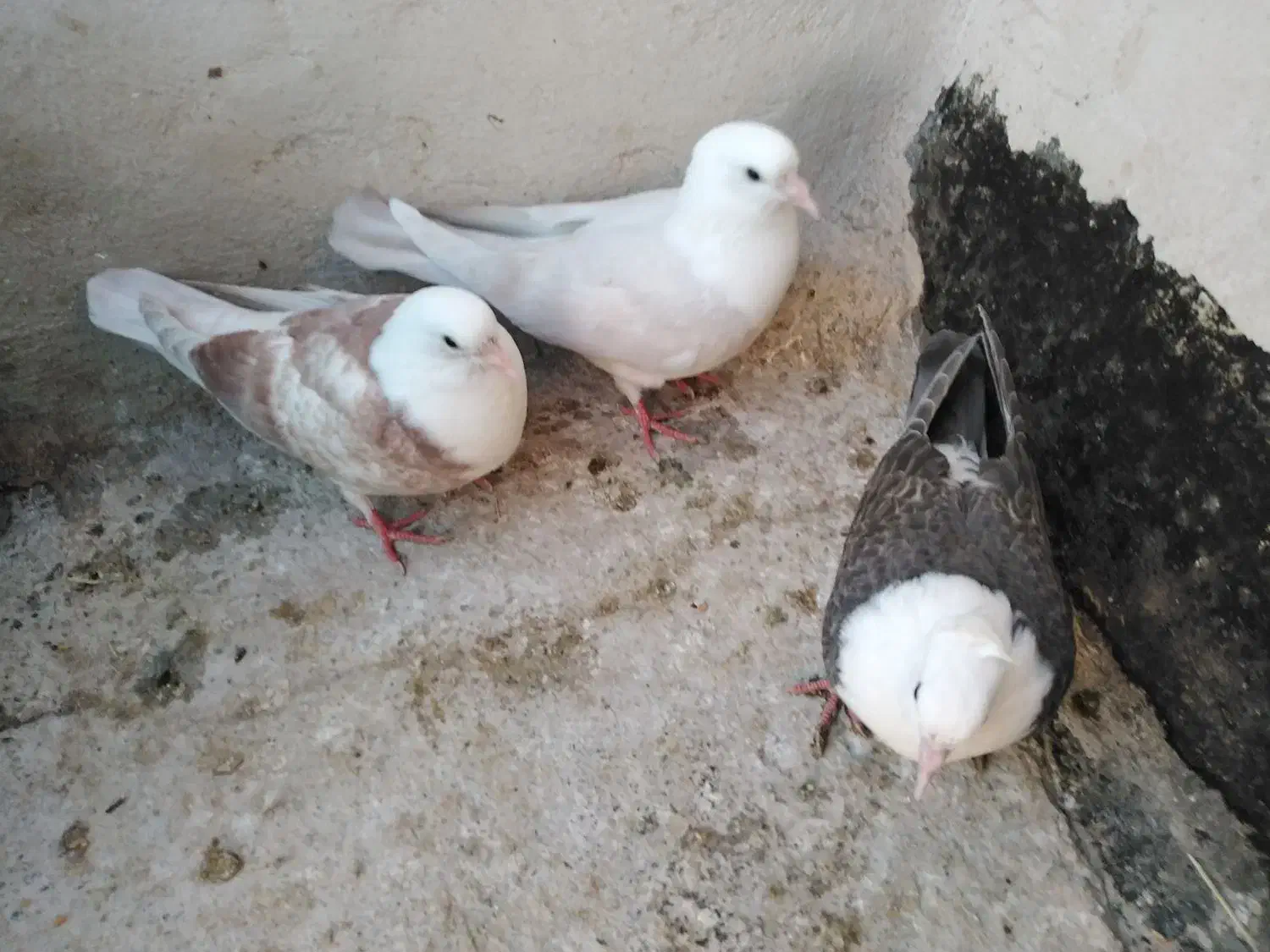 کبوتر، کله سفید، کلاغ کربلایی در چناران|پرنده|مشهد, توس (بلوار توس)|دیوار