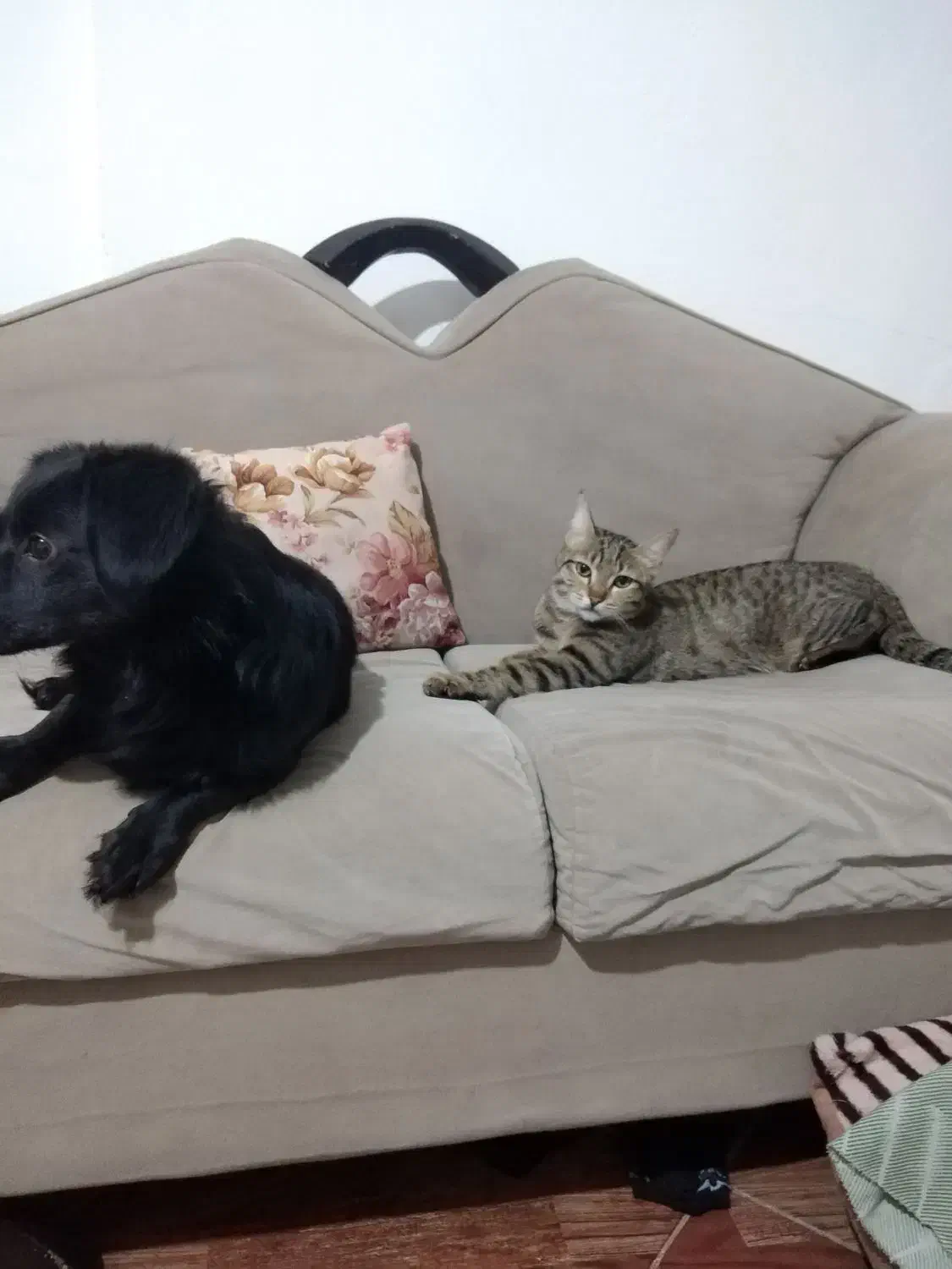 سگ گمشده|حیوانات|ملارد, |دیوار