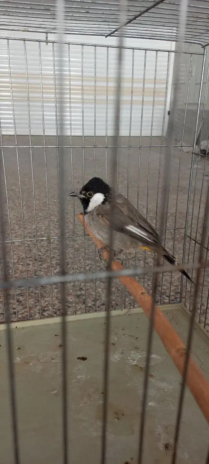 پرنده|پرنده|شیراز, طلاب|دیوار