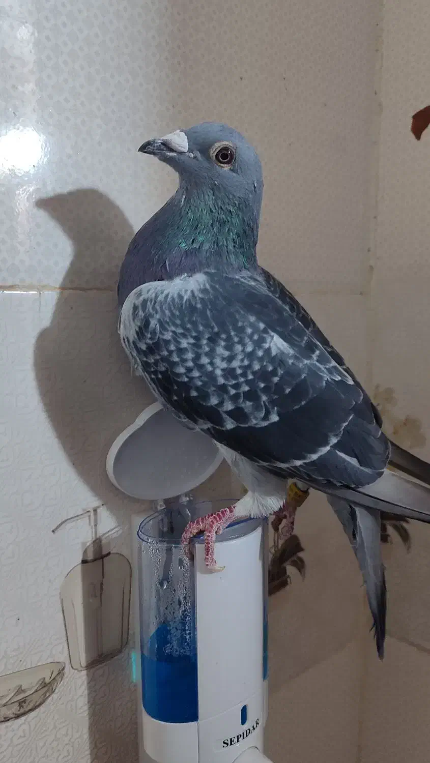 نرسیلور|پرنده|زهک, |دیوار