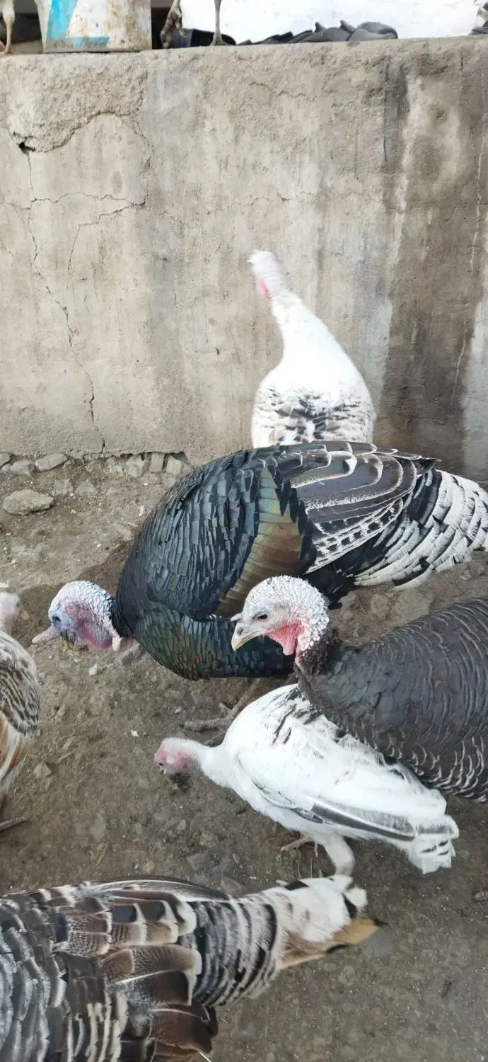 حیوانات مزرعه|حیوانات مزرعه|بره‌سر, |دیوار