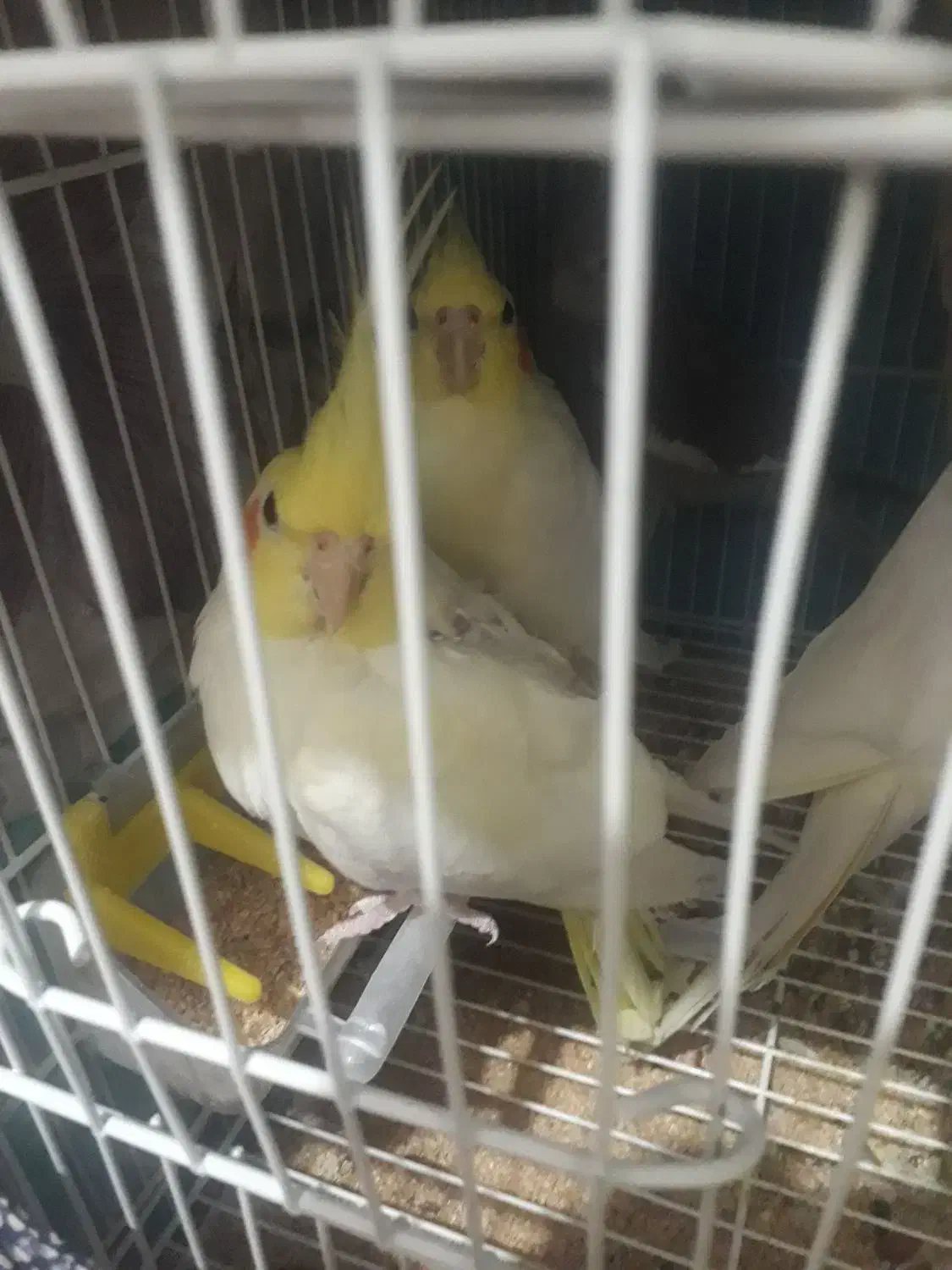 یک جفت به همراه مادرشون|پرنده|تهران, والفجر (افسریه)|دیوار