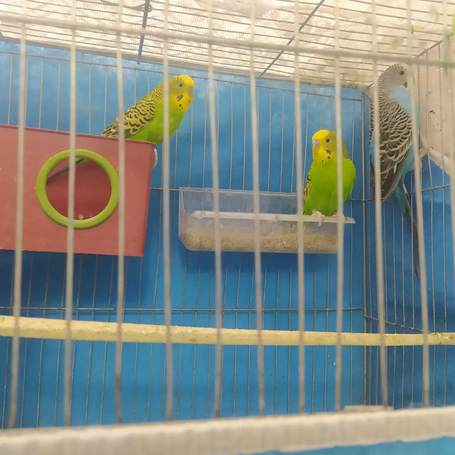 مرغ عشق|پرنده|شهرضا, |دیوار