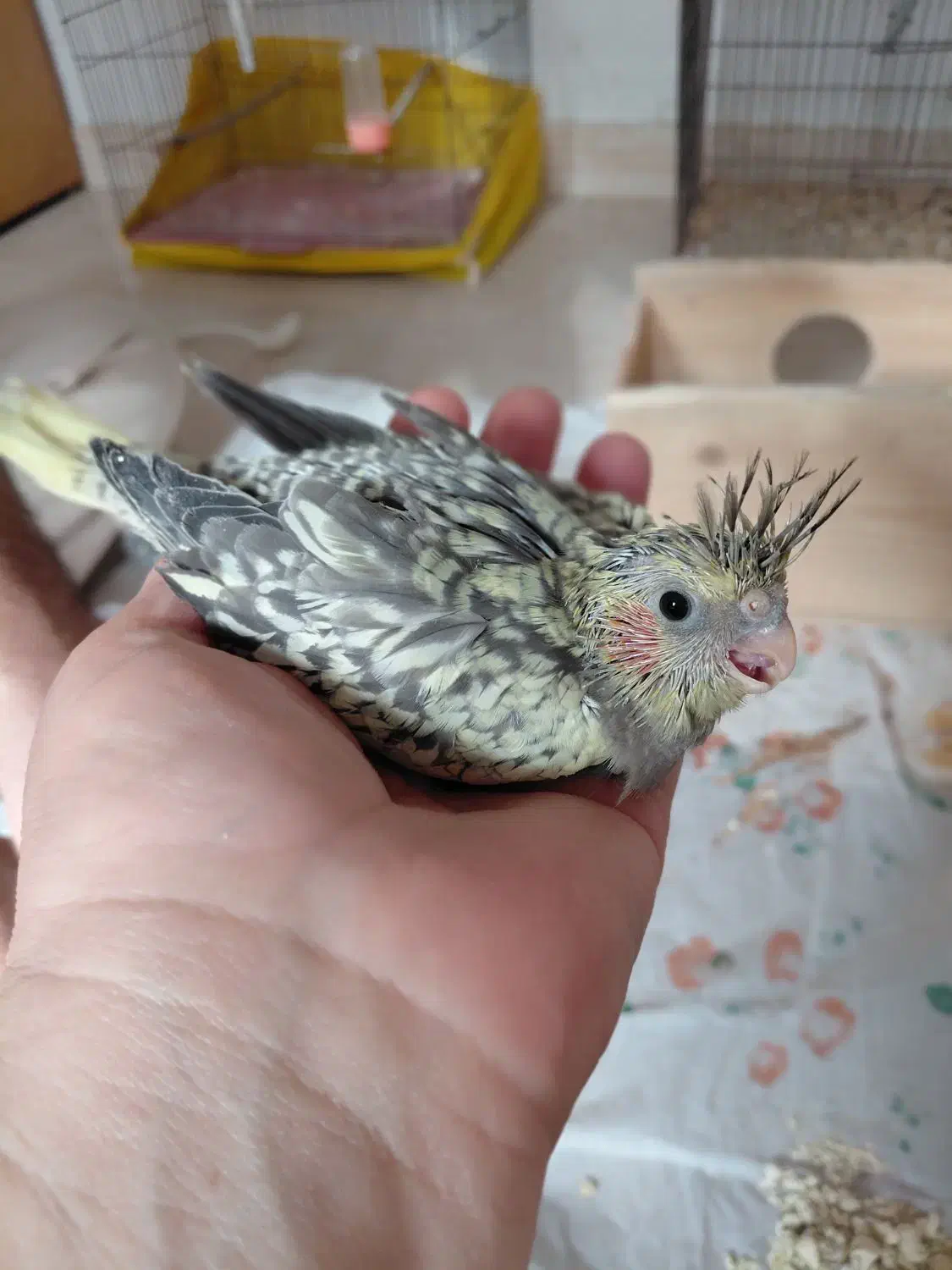 جوجه عروس|پرنده|رشت, شهرک قدس|دیوار