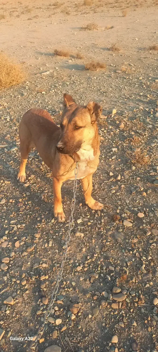 فروشی سگ سرابی ماده پنج ماهه نژاد اصل سرابی قیمت۳۰|سگ|شهریار, شهرک وائین|دیوار