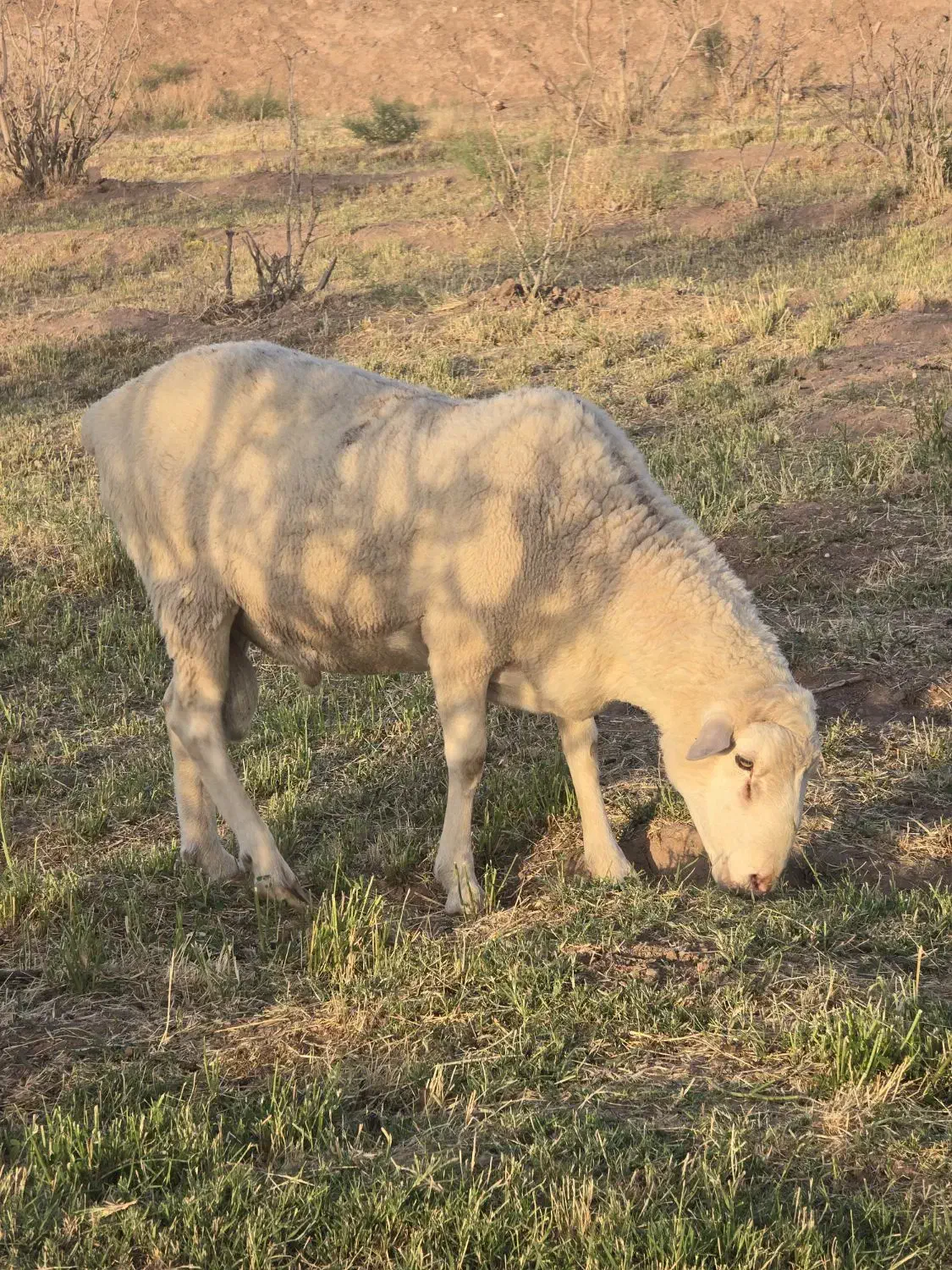 گوسفند نری آلپاین بره قوچ چینی لاکن رومن|حیوانات مزرعه|کرمان, |دیوار