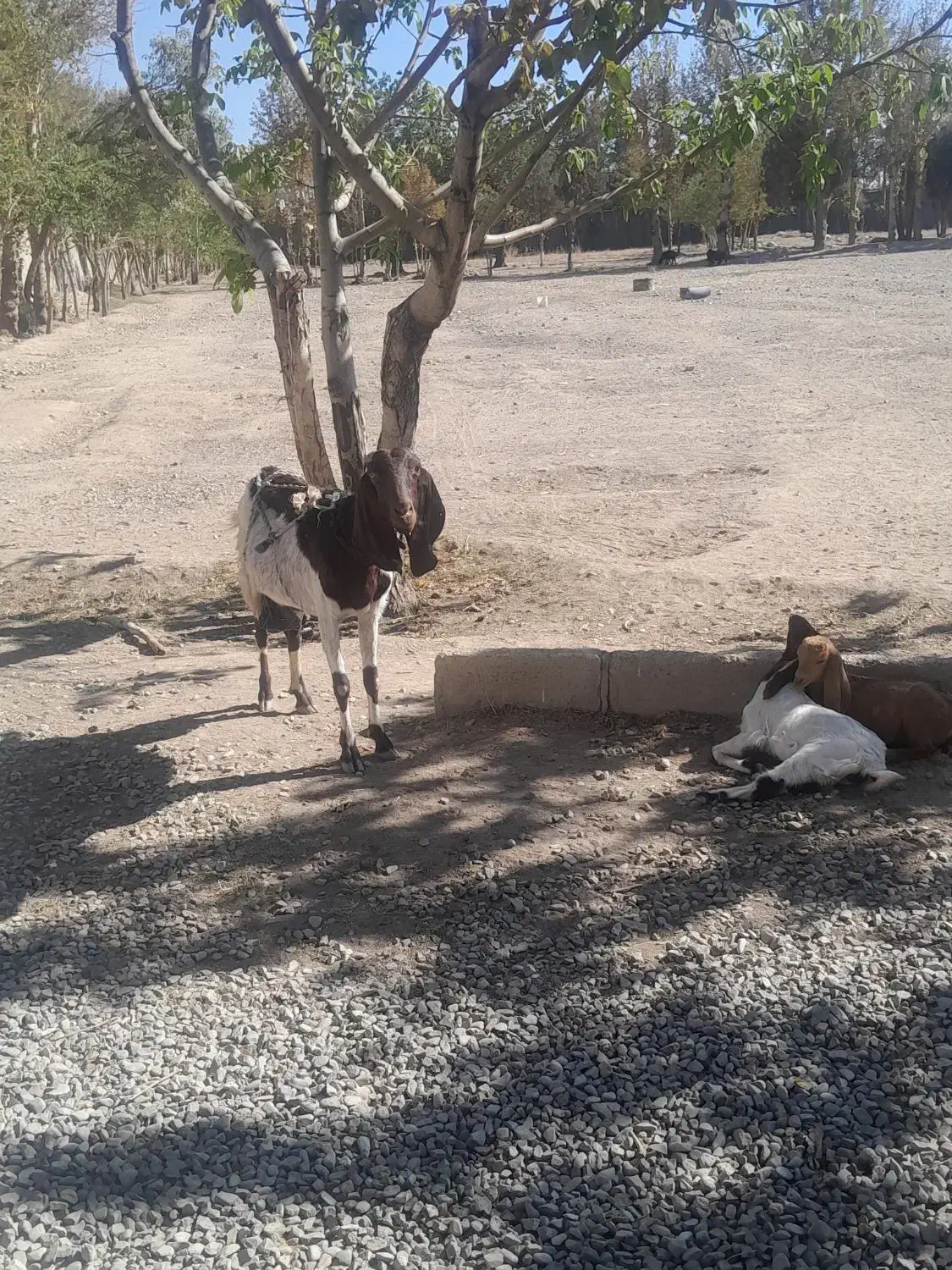 یک عدد بز پاکستانی دوتا بزغاله|حیوانات مزرعه|محمدشهر, محمدشهر|دیوار