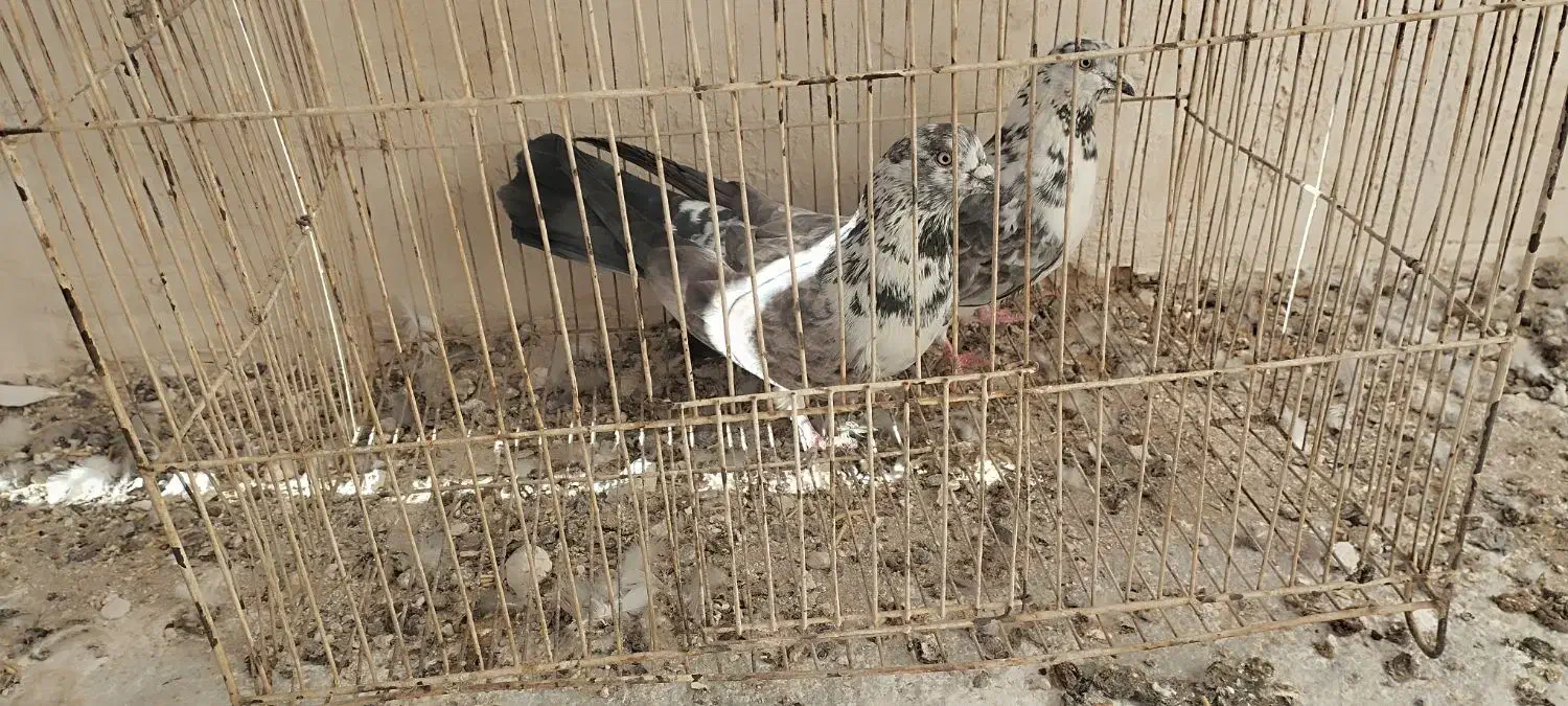 کبوتر|پرنده|خوانسار, |دیوار