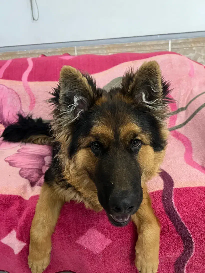 سگ ژرمن شپرد شولاین|سگ|شیراز, تندگویان|دیوار