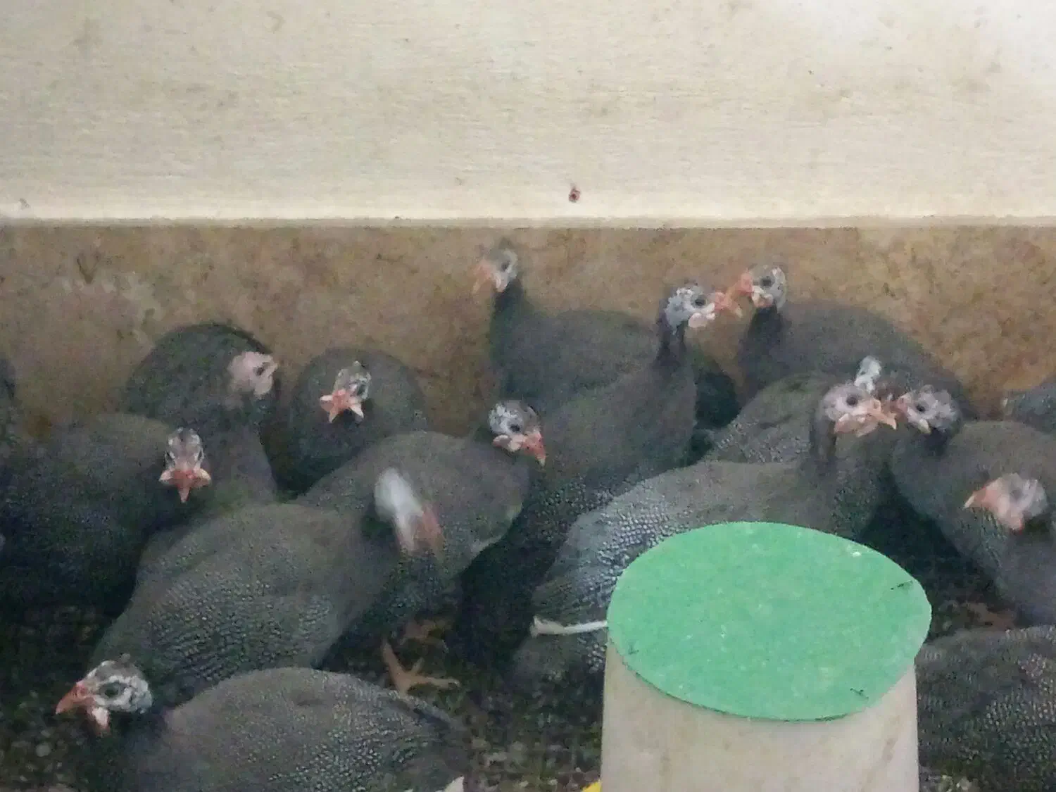 مرغ شاخدارنیمچه مرغ وخروس گلین لری|حیوانات مزرعه|ساوه, |دیوار
