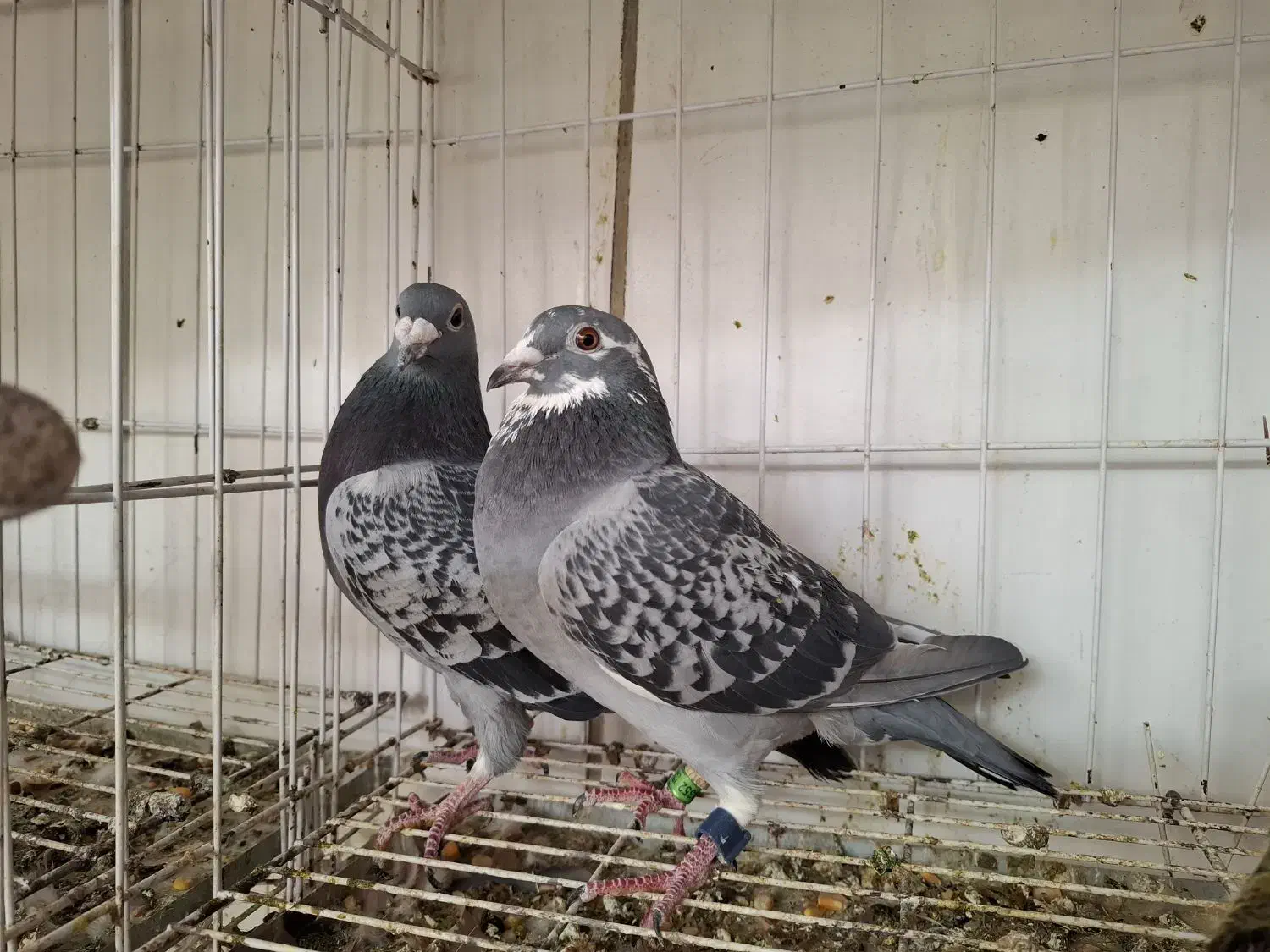 پلاکی|حیوانات|بهبهان, |دیوار