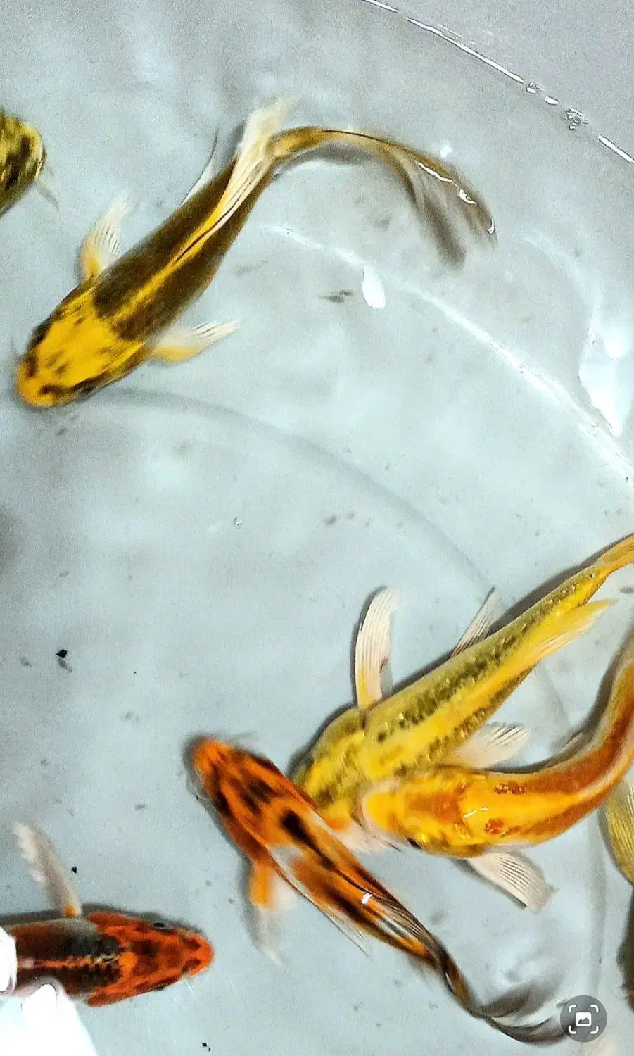 ماهی کوی سوپر باله (باله بلند )|ماهی|پرند, فاز ۳|دیوار