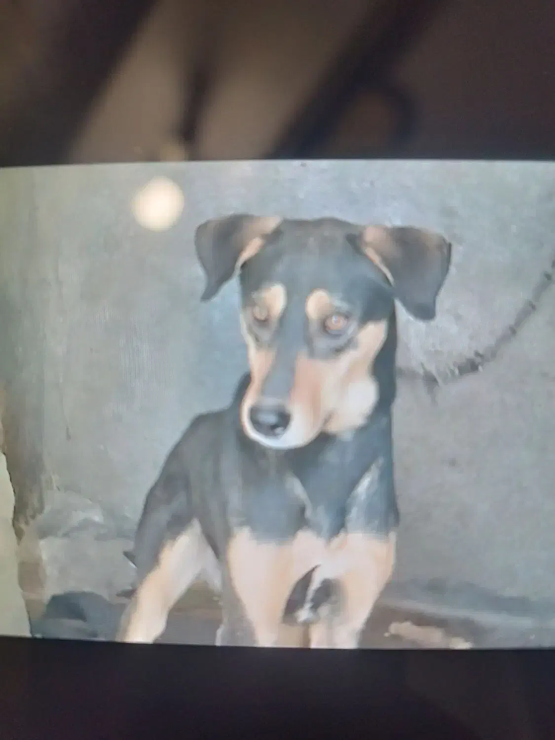 سه تا سگ|سگ|ایلام, |دیوار