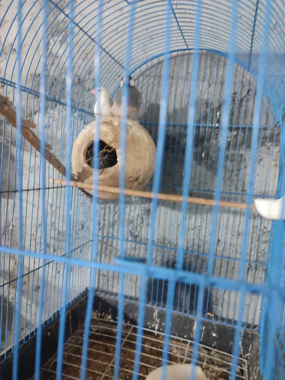 فروش ملنگو و  مرغ عشق فنج نرگس|پرنده|میناب, |دیوار