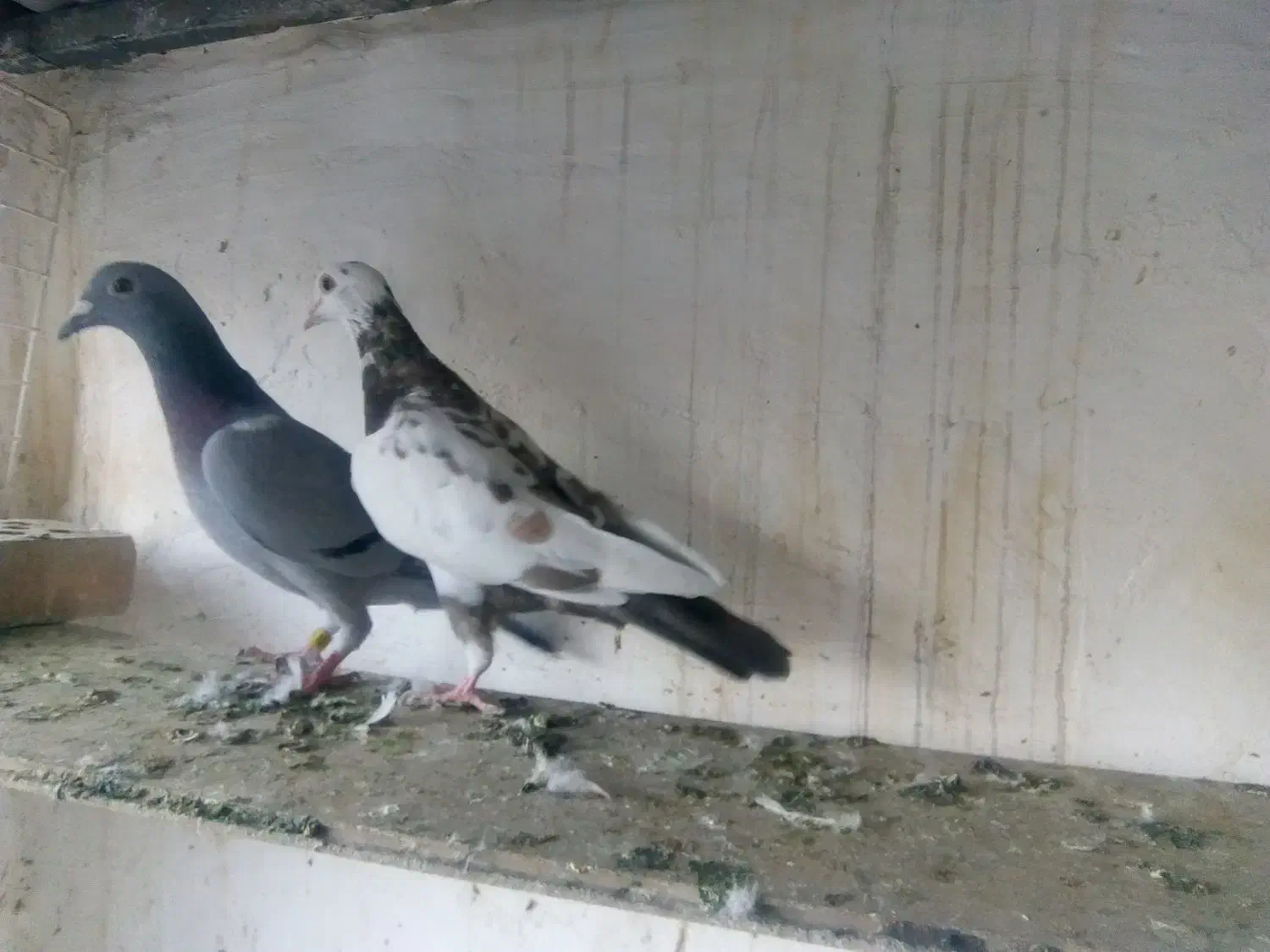 نروماده جفتگاه ،ده تا جوجه کرمونی|پرنده|مشهد, آزادشهر|دیوار