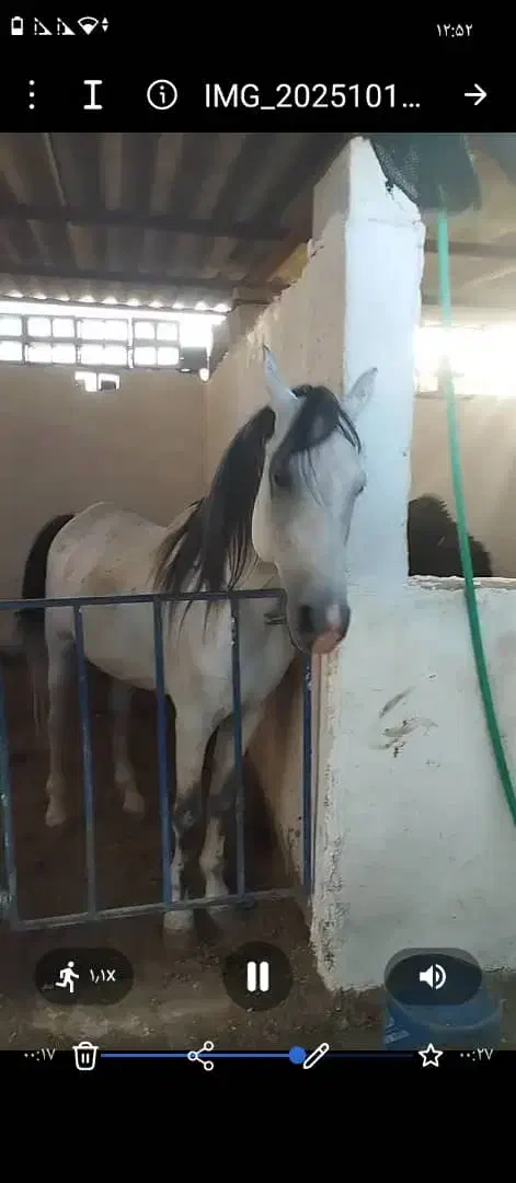 با سلام اسب خیلی خوشتیپ|اسب و تجهیزات اسب‌سواری|میبد, |دیوار