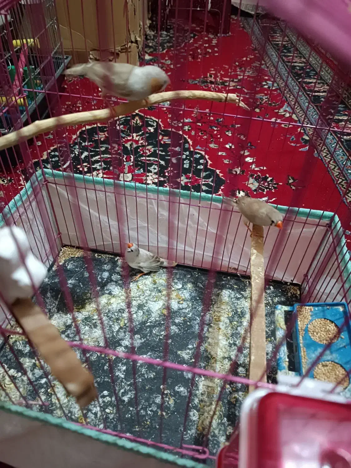 فنچ|پرنده|زابل, |دیوار