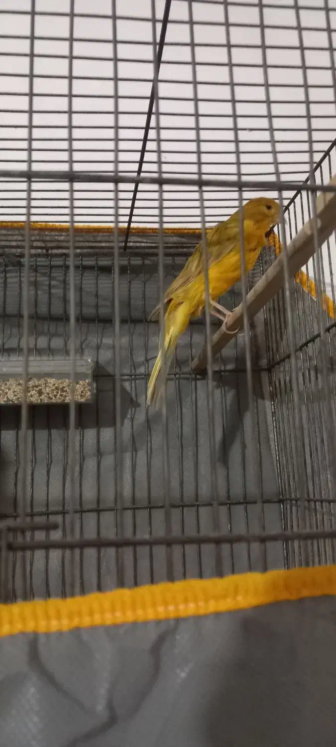 قناری بخون|پرنده|کرمان, |دیوار