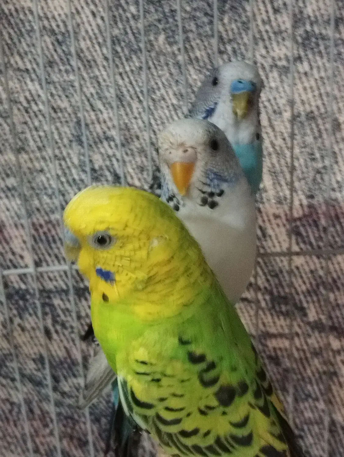 مرغ عشق‌|پرنده|شیروان (خراسان), |دیوار