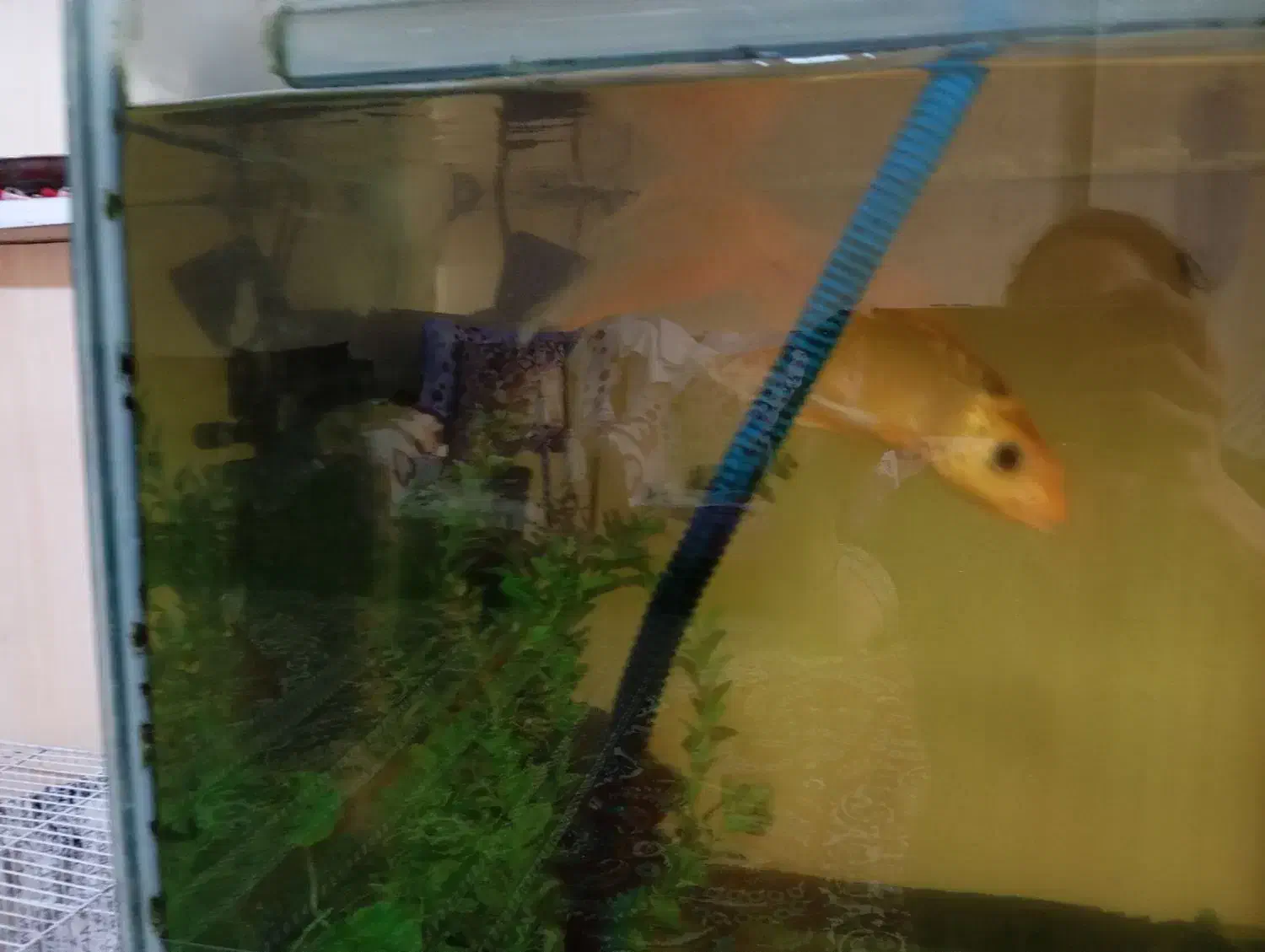 ماهی کوی|ماهی|مشهد, شهرآرا|دیوار