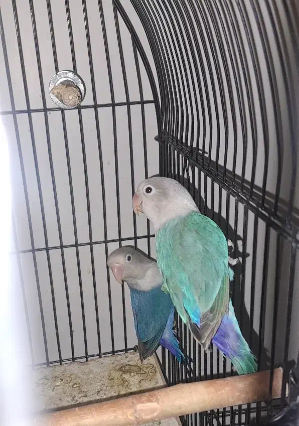 طوطی برزیلی جفت|پرنده|تهران, نیروی دریایی|دیوار