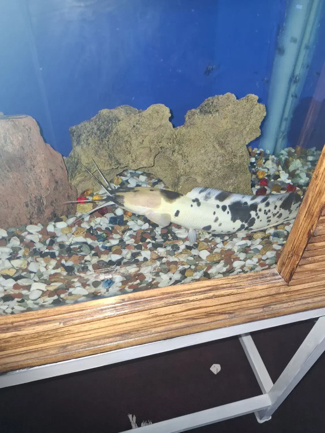 به خاطر اینکه می خوام ماهی گیاه خوار بخرم|ماهی|شیراز, طلاب|دیوار