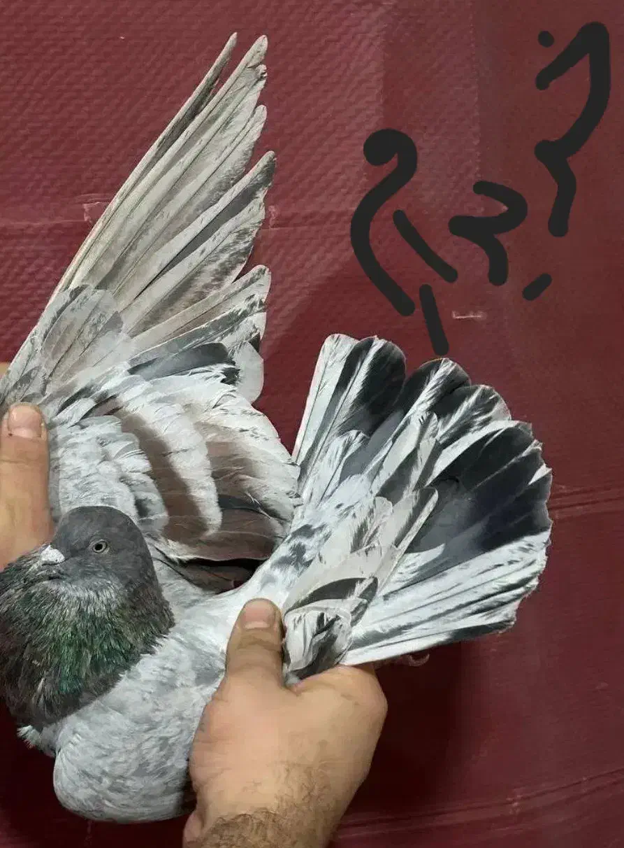 نر پیس پرشی|پرنده|تهران, خانیآباد|دیوار