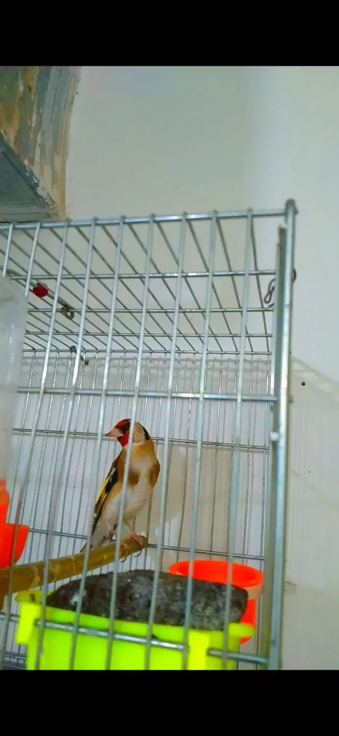 سهره ۴ گل و قناری مست شلاقی زنگی|پرنده|مشهد, کوی دروی|دیوار