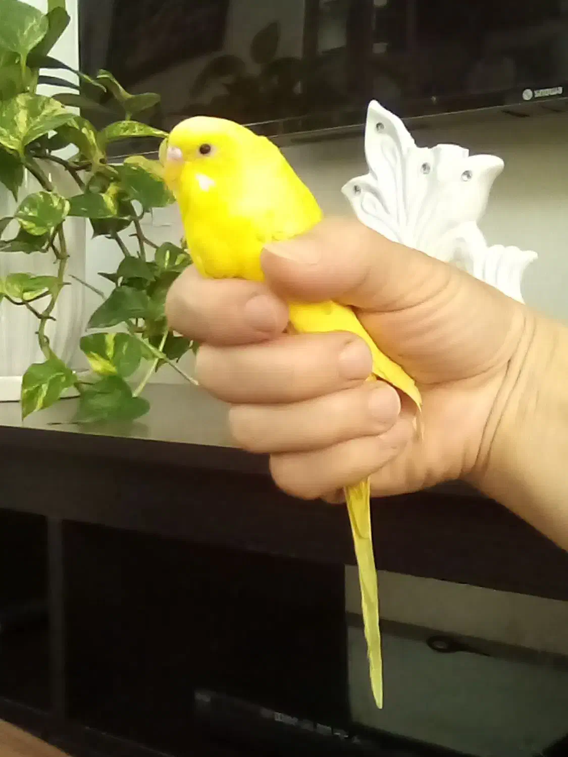 فروش مرغ عشق|پرنده|رشت, کوی مهر|دیوار